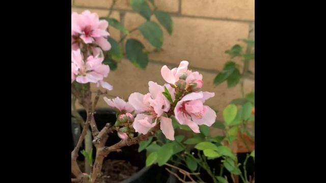 Peach & Nectarine Bonsai blooming! Super dwarf tree. смотреть онлайн