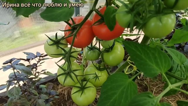 Обзор томата"F1Интуиция". Рекомендую посеять. ? смотреть онлайн