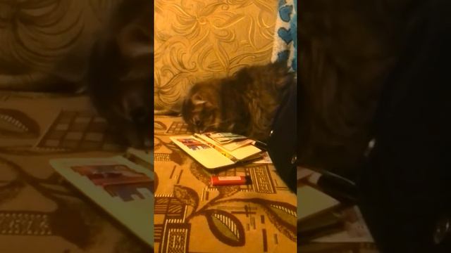 кот ворует деньги из кошелька