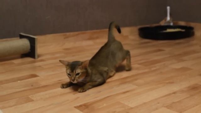 Течка у Абиссинской кошки смотреть онлайн