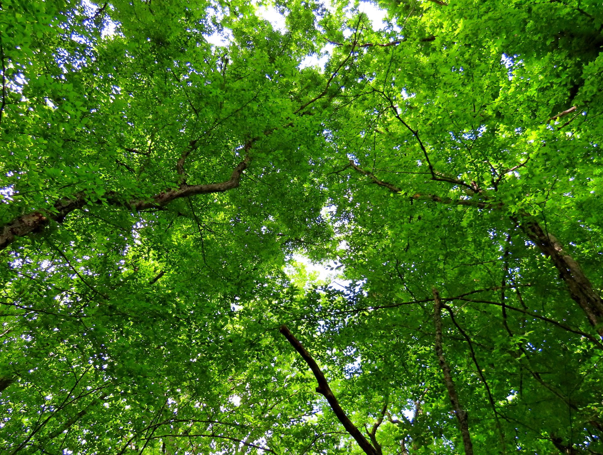 Майский лес Старого Крыма. Лесной релакс.