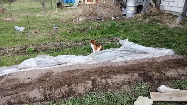 Защита моркови от агента 007