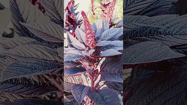 Амарант - ИММУНИТЕТ и ТАЛАМУС ЧЕЛОВЕКА. смотреть онлайн