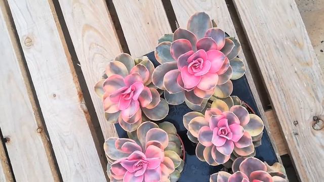 Echeveria Rainbow смотреть онлайн