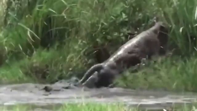 Crocodiles Wait For Leopard Across The River | Caiman vs Jaguar - Harsh Too Life смотреть онлайн