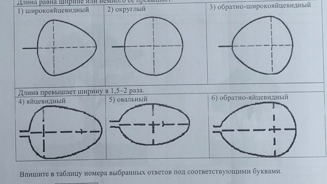 ВПР - 2022. Биология 6 класс. Вариант с ответами №1