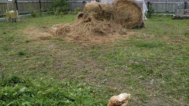 Красивый газон - залог плодородия вашей земли. смотреть онлайн