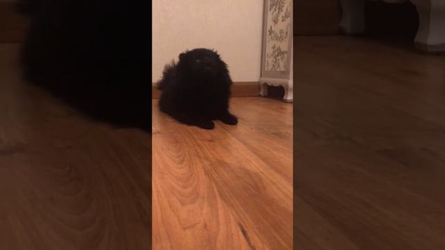 Шпица ругают, а она огрызается!!! смотреть онлайн