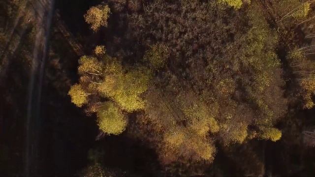 Раскопки Археологического клуба в Изборске Усть-Смолка 2020 смотреть онлайн