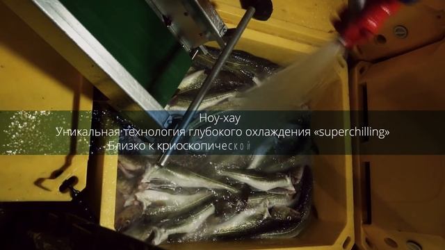 Ролик-открытие презентационого мероприятия смотреть онлайн