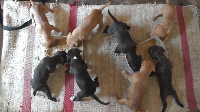 3 weeks old NastyMan's CH Red Jazz - NastyMan's Noomi 1xw смотреть онлайн