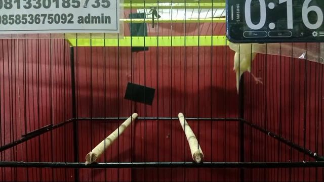 LELANG BONGKARAN BARU!!! MATERI MEWAH-MEWAH!!! HARGA MURAH смотреть онлайн