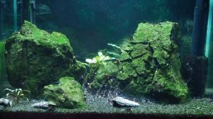 Содержание пресноводных креветок в домашнем аквариуме  это просто