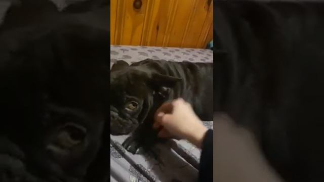 French bulldog 5 weeks pregnant смотреть онлайн