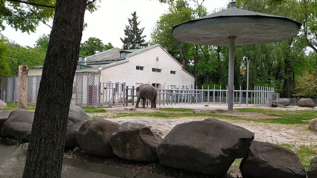 Слон в Киевском Зоопарке! смотреть онлайн