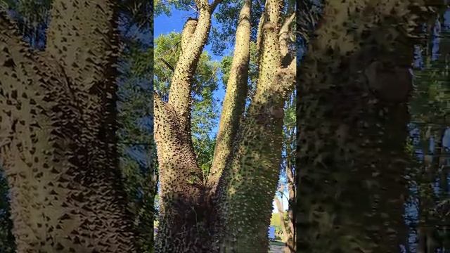 Бутылочное дерево смотреть онлайн