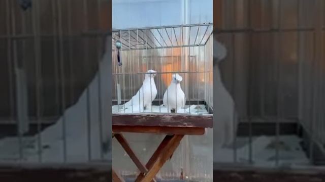 ГОЛУБИ УЗБЕКСКОЙ ДЕКОРАТИВНЫЙ ДУВУХЧУБИ ПРОСТО СУПЕР ПОСМОТРИТЕ ДО КОНЦА ВИДЕО ИЗ ИНТЕРНЕТ ДРУЗЬЯ @ смотреть онлайн