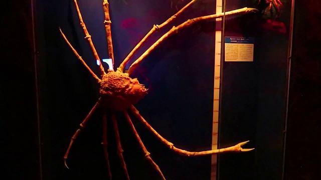 ОКЕАНАРИУМ В ПАТТАЙЕ | UNDERWATER WORLD PATTAYA | ТАЙЛАНД смотреть онлайн