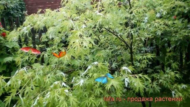 Клен сахаристый (acer sacharinum) ? сахаристый клен обзор: как сажать, крупномеры клена смотреть онлайн