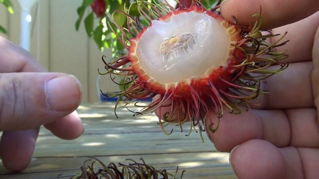 ⟹ RAMBUTAN | Nephelium Lappaceum | Starting Rambutan From SeedPART 1