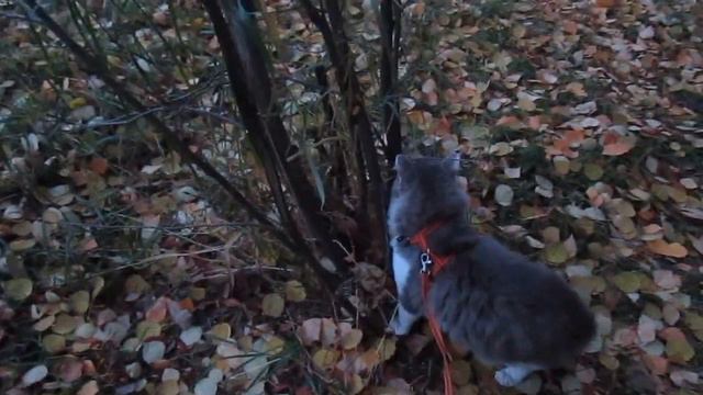 Cat walks on a leash. кот трется о дерево, гуляет на поводке. смотреть онлайн