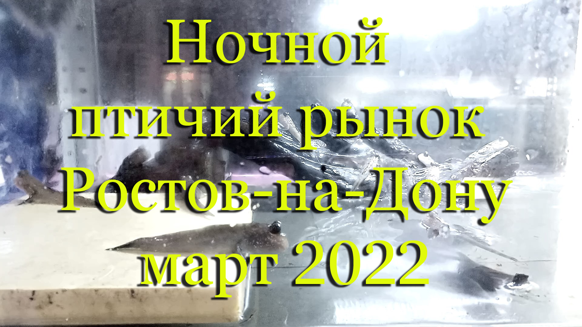 Ночной рынок аквариумных рыб в Ростове-на-Дону, март 2022г. смотреть онлайн