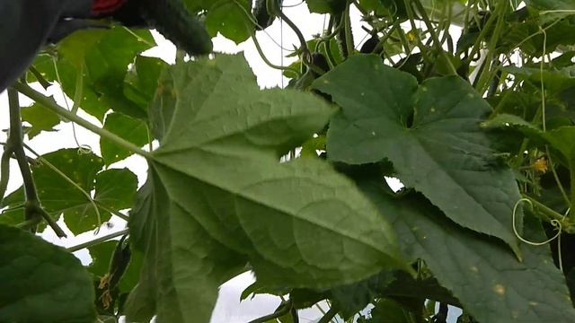 Огірок тропічна культура - дощі не перестають .