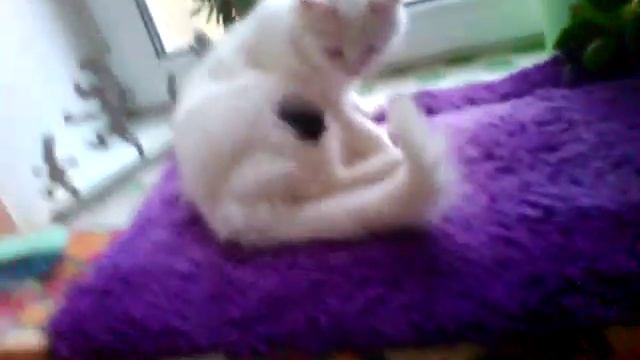 Учим кошку дрессировке смотреть онлайн