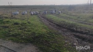 ХОЛМОГОРСКИЕ ГУСИ! ИНКУБАЦИЯ ЯИЦ! ГУСЯТА! ЯЙЦО ГУСЕЙ ХОЛМОГОРОВ! СТАНДАРТЫ ОГРОМНЫХ ГУСЕЙ