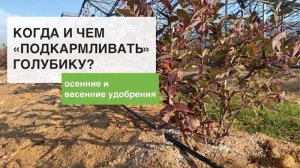 Чем и как удобрять голубику? Осенняя и весенняя подкормка