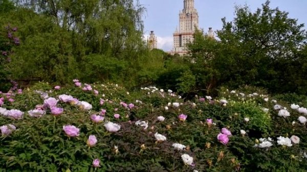 Древовидные пионы с Марианной Успенской. Ботанический сад МГУ. Сезон 2020. http://botsad.msu.ru/