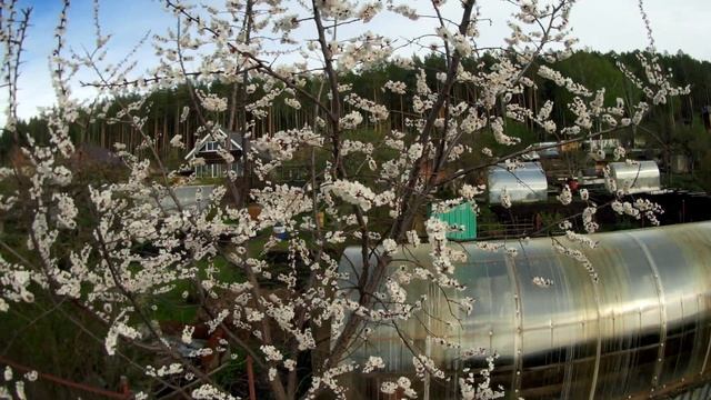 Цветение абрикоса Саратовский рубин, Южный Урал, 15.05.2022 смотреть онлайн