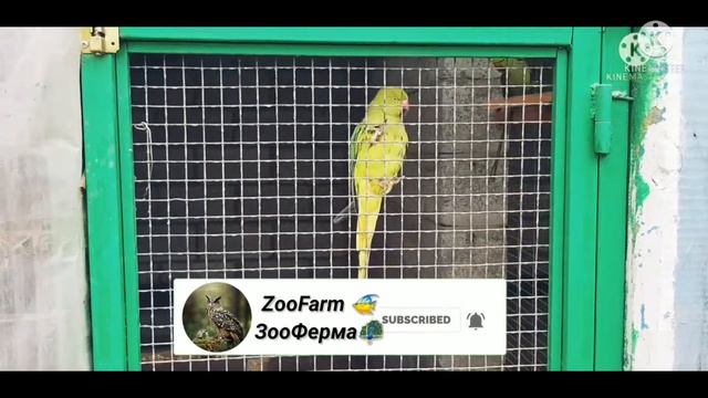 Попугай ожереловый 🦜🦜 - Parrot necklace смотреть онлайн