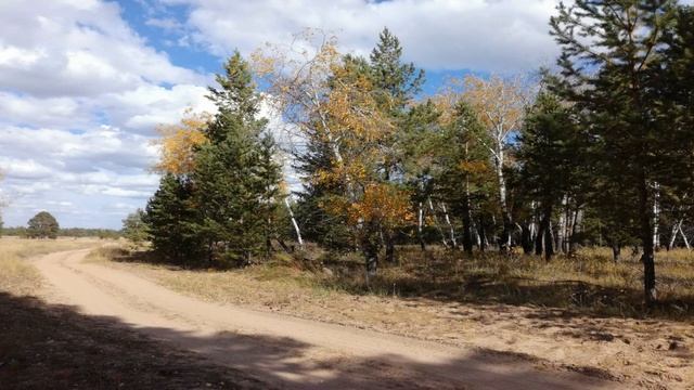 Нашествие грибов в Павлодаре. Они везде! Их море! смотреть онлайн