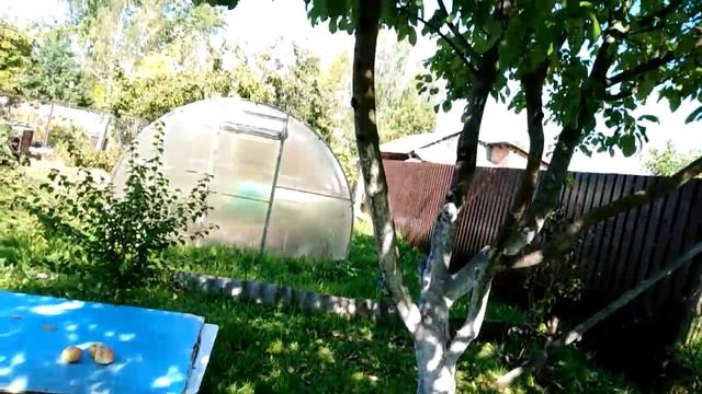 ГДЕ МОЖНО ВЫРАЩИВАТЬ ОГУРЦЫ И ПОМИДОРЫ? смотреть онлайн