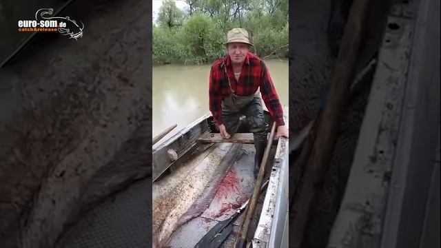 Гигантский СОМ 4 метра? Самый большой сом? смотреть онлайн