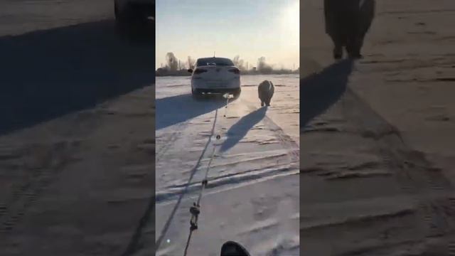 Самоедские собаки//северные ездовые смотреть онлайн