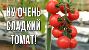 Очень вкусный и сладкий черри томат. Томат черри для выращивания в теплице.