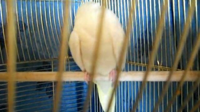 Корелла Фиби заболела (Кузя и Фиби) 3 The Disease Corella