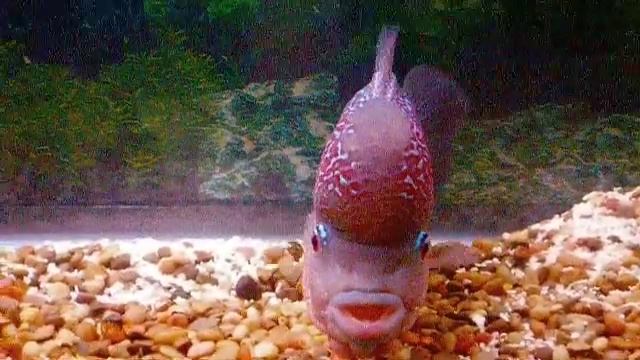 IML - Crushed Coral test - 1 week смотреть онлайн