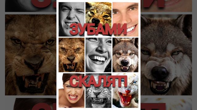 УЛЫБКА ЭТО ОСКАЛ