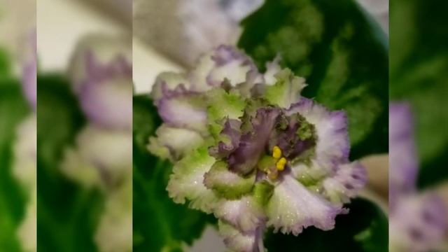 ЧУДЕСА В МИРЕ СЕНПОЛИЙ (ФИАЛОК). ПЕРВОЕ И ВТОРОЕ ЦВЕТЕНИЕ ФИАЛКИ СОРТА АВ- ЛЯГУШОНОК. смотреть онлайн