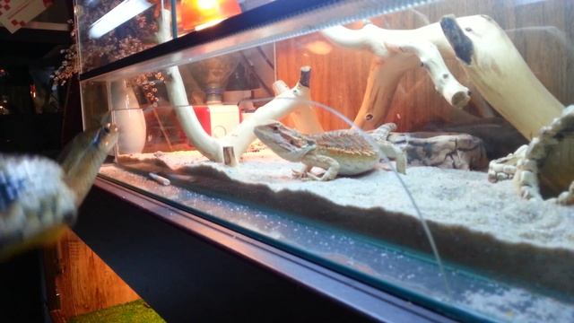 Тонкохвостый полоз и бородатая агама "Чужой против хищника I" смотреть онлайн