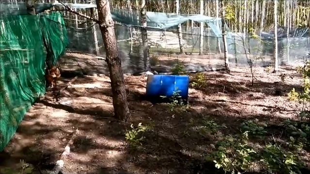 Наш курятник: Тимоха и куры. Ждём цыплят. смотреть онлайн