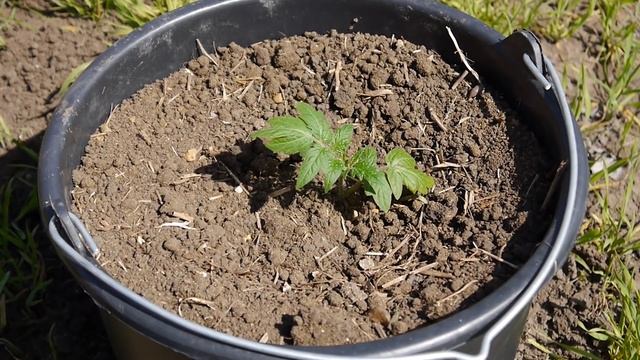 ПОМИДОРЫ В ВЕДРАХ !!! Выращивание томатов в ведрах!!! смотреть онлайн