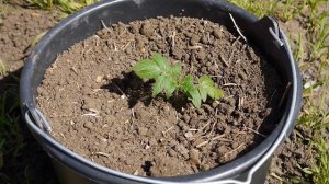 ПОМИДОРЫ В ВЕДРАХ !!! Выращивание томатов в ведрах!!!