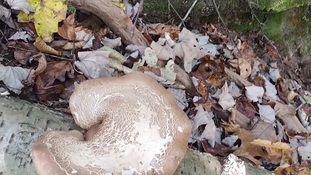 Birch Polypore Mushroom смотреть онлайн