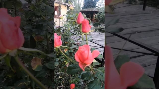 Бахчисарай. Октябрь. Розы. смотреть онлайн