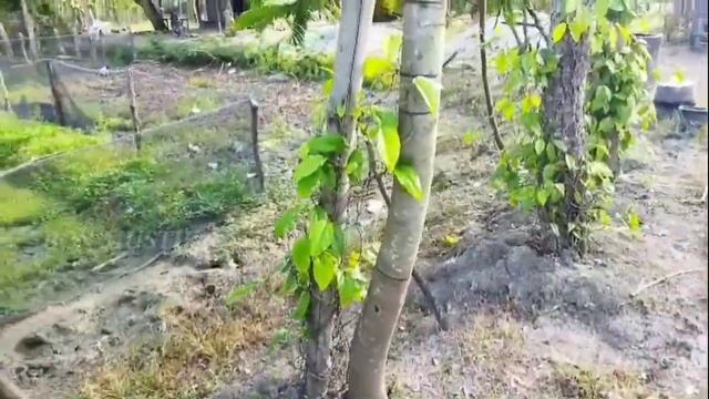HANYA 1 X TANAM SAJA !!! BUDIDAYA DAN PERAWATAN CABE JAWA / CABE JAMU !! MUDAH TANPA PUPUK KIMIA. смотреть онлайн