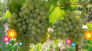 Виноград плодовый гарольд. Краткий обзор, описание характеристик, где купить саженцы vitis